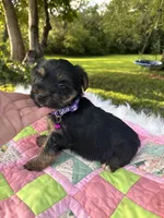 Stella, a female Yorkshire Terrier for sale in Shenandoah, IA – 3 of 8
