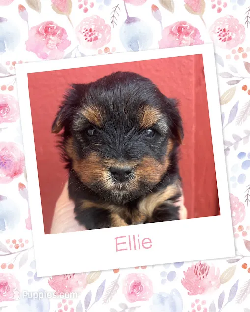 Ellie – Yorkshire Terrier puppy for sale in Shenandoah, IA
