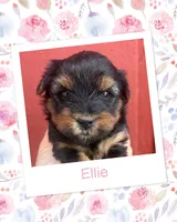 Ellie, a female Yorkshire Terrier for sale in Shenandoah, IA – 1 of 1