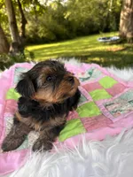 Tess, a female Yorkshire Terrier for sale in Shenandoah, IA – 2 of 8