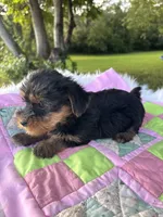 Rita, a female Yorkshire Terrier for sale in Shenandoah, IA – 4 of 8