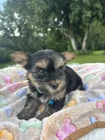 Xavier, a male Yorkshire Terrier for sale in Shenandoah, IA – 2 of 8