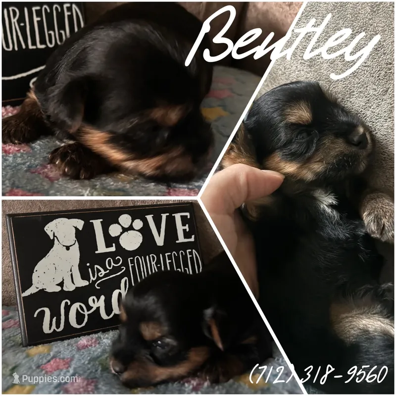 Bentley – Yorkshire Terrier puppy for sale in Shenandoah, IA