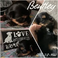Bentley, a male Yorkshire Terrier for sale in Shenandoah, IA – 1 of 1