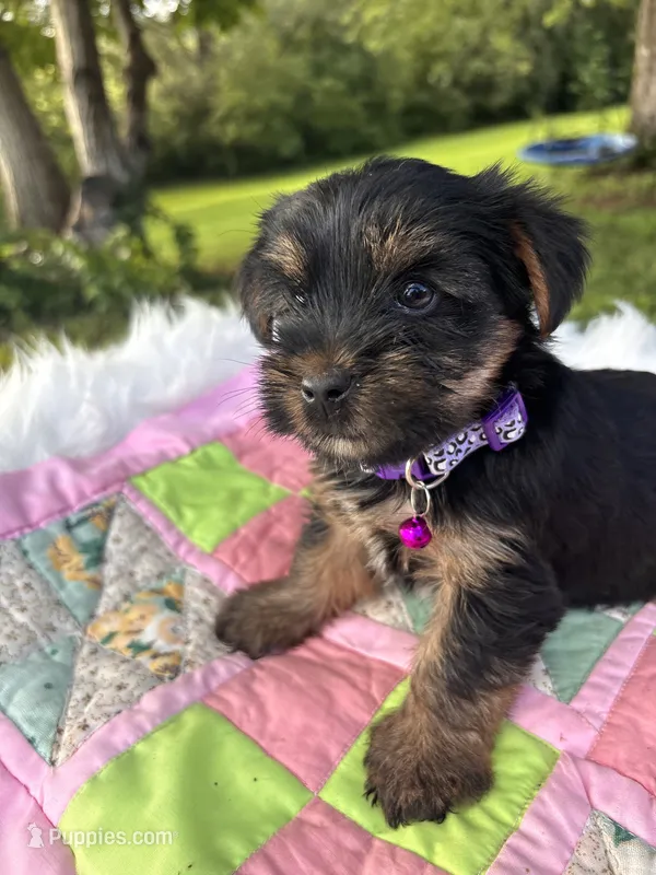 Stella – Yorkshire Terrier puppy for sale in Shenandoah, IA