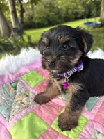 Stella, a female Yorkshire Terrier for sale in Shenandoah, IA – 1 of 8