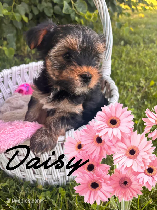 Daisy – Yorkshire Terrier puppy for sale in Shenandoah, IA