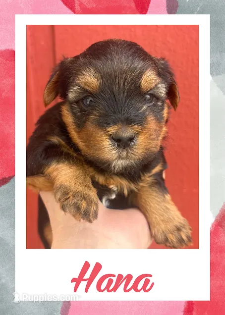 Hana – Yorkshire Terrier puppy for sale in Shenandoah, IA