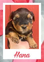 Hana, a female Yorkshire Terrier for sale in Shenandoah, IA – 1 of 1