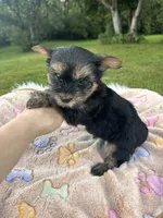 Xavier, a male Yorkshire Terrier for sale in Shenandoah, IA – 5 of 8