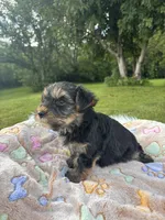 Bentley, a male Yorkshire Terrier for sale in Shenandoah, IA – 4 of 8