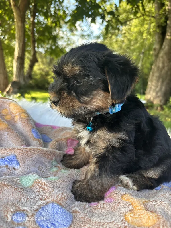 Havier – Yorkshire Terrier puppy for sale in Shenandoah, IA