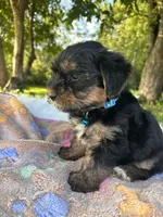 Havier, a male Yorkshire Terrier for sale in Shenandoah, IA – 1 of 8