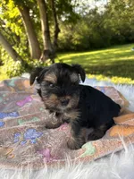 Alex, a male Yorkshire Terrier for sale in Shenandoah, IA – 5 of 8