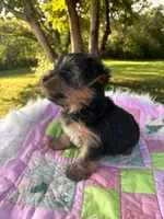 Clara, a female Yorkshire Terrier for sale in Shenandoah, IA – 2 of 8