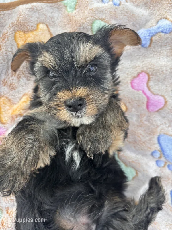 Bentley – Yorkshire Terrier puppy for sale in Shenandoah, IA