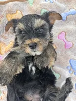 Bentley, a male Yorkshire Terrier for sale in Shenandoah, IA – 1 of 8