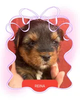 Reina, a female Yorkshire Terrier for sale in Shenandoah, IA – 1 of 1