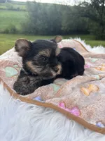 Xavier, a male Yorkshire Terrier for sale in Shenandoah, IA – 7 of 8