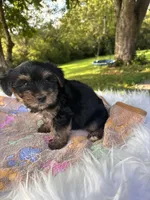 Havier, a male Yorkshire Terrier for sale in Shenandoah, IA – 5 of 8