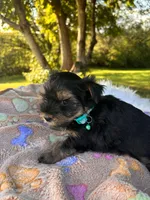 Alex, a male Yorkshire Terrier for sale in Shenandoah, IA – 6 of 8