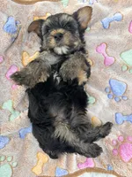Bentley, a male Yorkshire Terrier for sale in Shenandoah, IA – 6 of 8