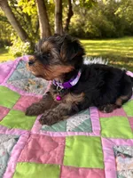 Tess, a female Yorkshire Terrier for sale in Shenandoah, IA – 8 of 8