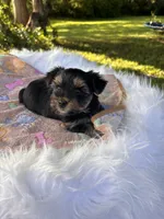 Alex, a male Yorkshire Terrier for sale in Shenandoah, IA – 7 of 8