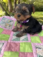 Tess, a female Yorkshire Terrier for sale in Shenandoah, IA – 7 of 8