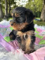 Rita, a female Yorkshire Terrier for sale in Shenandoah, IA – 3 of 8