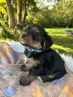 Havier, a male Yorkshire Terrier for sale in Shenandoah, IA – 2 of 8