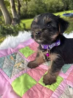 Stella, a female Yorkshire Terrier for sale in Shenandoah, IA – 2 of 8