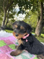 Rita, a female Yorkshire Terrier for sale in Shenandoah, IA – 5 of 8
