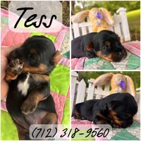 Tess, a female Yorkshire Terrier for sale in Shenandoah, IA – 1 of 1