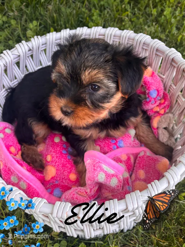 Ellie – Yorkshire Terrier puppy for sale in Shenandoah, IA