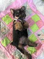 Stella, a female Yorkshire Terrier for sale in Shenandoah, IA – 6 of 8