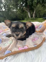 Xavier, a male Yorkshire Terrier for sale in Shenandoah, IA – 8 of 8