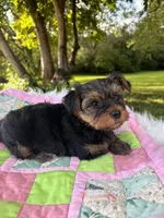 Tess, a female Yorkshire Terrier for sale in Shenandoah, IA – 5 of 8