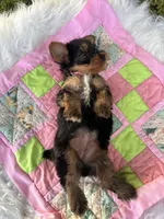 Rita, a female Yorkshire Terrier for sale in Shenandoah, IA – 6 of 8