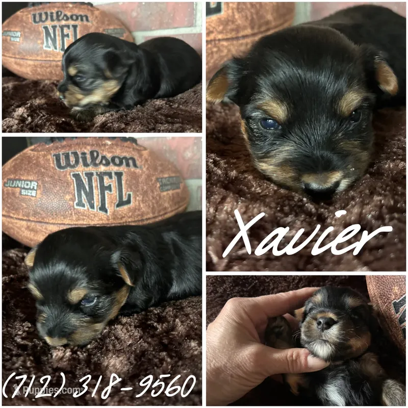 Xavier – Yorkshire Terrier puppy for sale in Shenandoah, IA