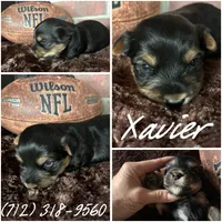 Xavier, a male Yorkshire Terrier for sale in Shenandoah, IA – 1 of 1