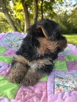 Clara, a female Yorkshire Terrier for sale in Shenandoah, IA – 5 of 8