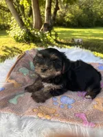 Havier, a male Yorkshire Terrier for sale in Shenandoah, IA – 6 of 8