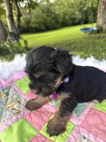 Stella, a female Yorkshire Terrier for sale in Shenandoah, IA – 5 of 8