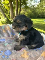Havier, a male Yorkshire Terrier for sale in Shenandoah, IA – 4 of 8