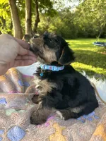 Havier, a male Yorkshire Terrier for sale in Shenandoah, IA – 3 of 8