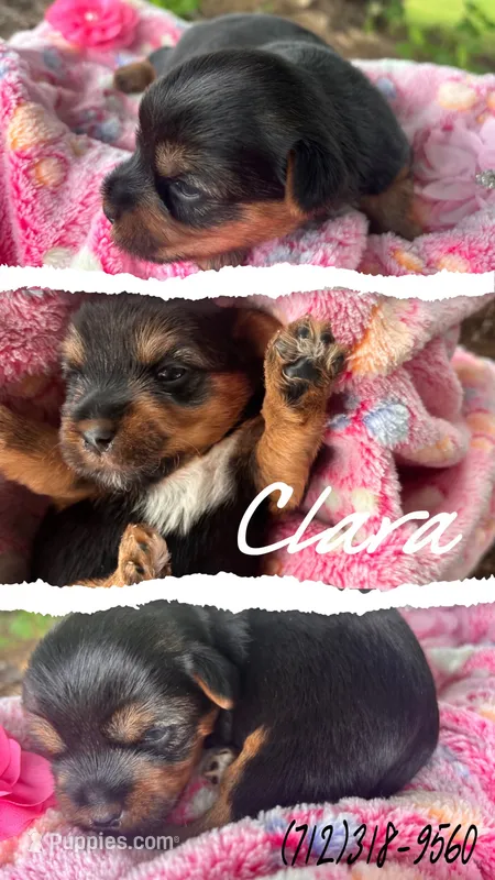 Clara – Yorkshire Terrier puppy for sale in Shenandoah, IA