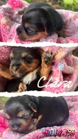 Clara, a female Yorkshire Terrier for sale in Shenandoah, IA – 1 of 1