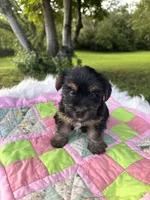 Stella, a female Yorkshire Terrier for sale in Shenandoah, IA – 4 of 8