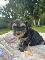 Bentley, a male Yorkshire Terrier for sale in Shenandoah, IA – 8 of 8